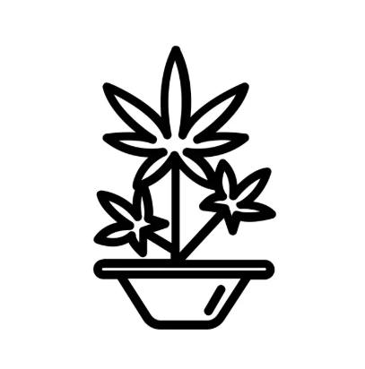 FLASH - HEARTROCK MOUNTAIN FARM - AUTOFLOWER SEEDS FEM [5CT] TAHOE CHEM OG