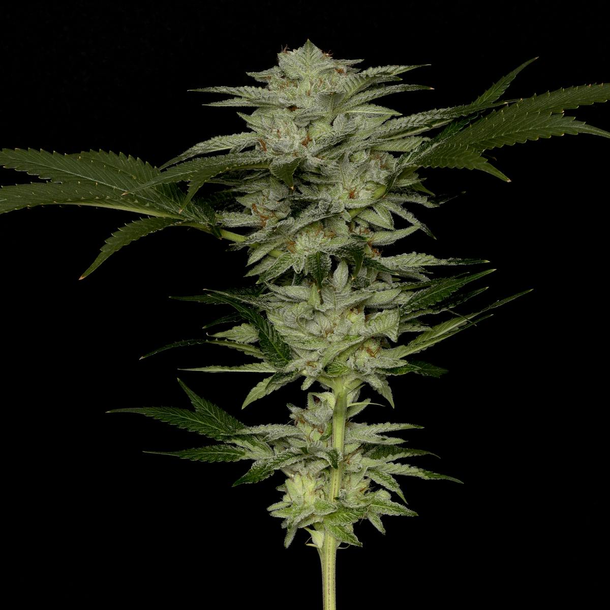 Extreme Cream Flower
