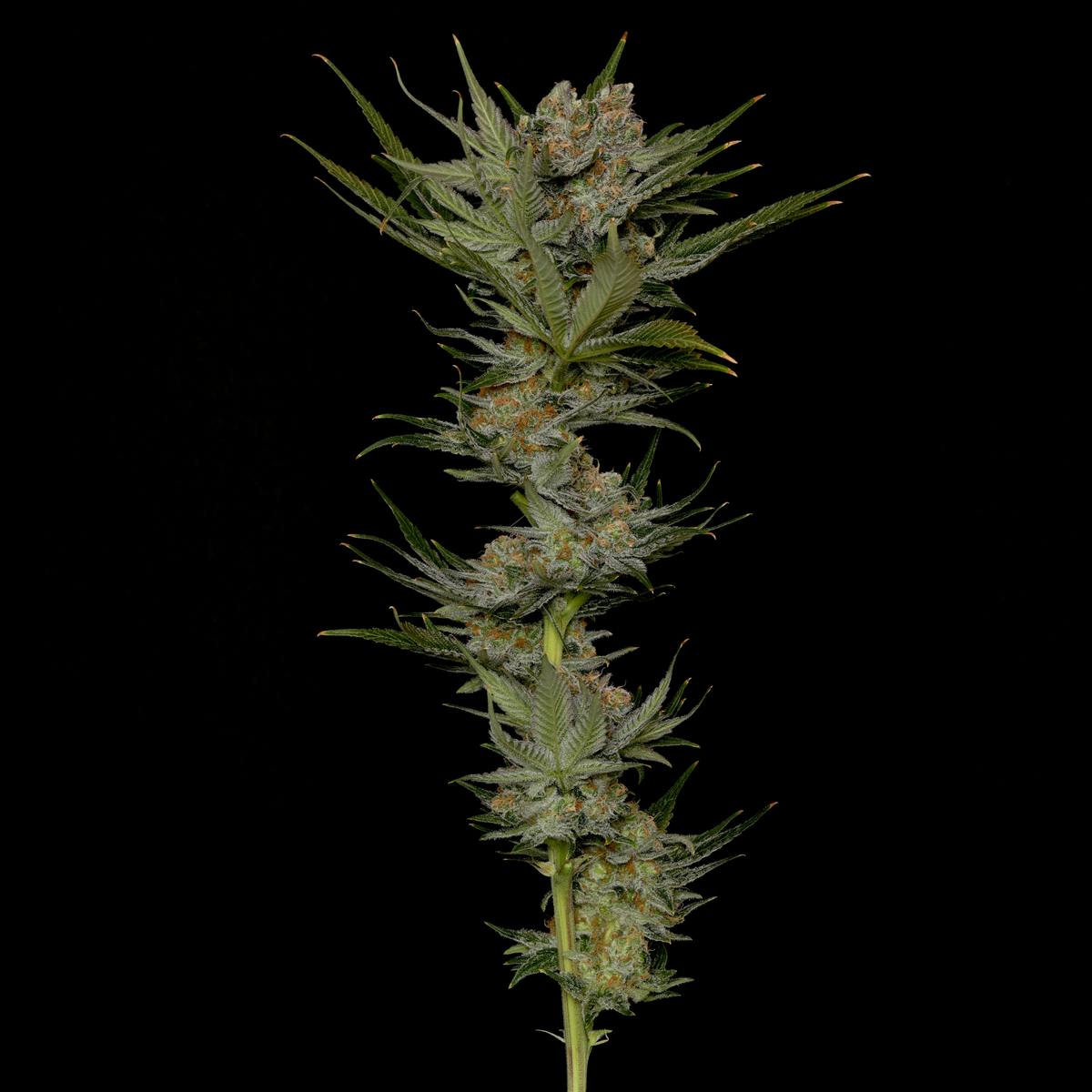 Green Crack Flower by Alaska Cannabis Exchange