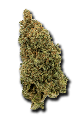 Berry Memory Sativa