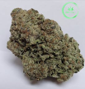 GG Mimosa | Flower | by Green Go