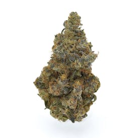 Pure 207: Grand Poobah Flower (Hybrid)