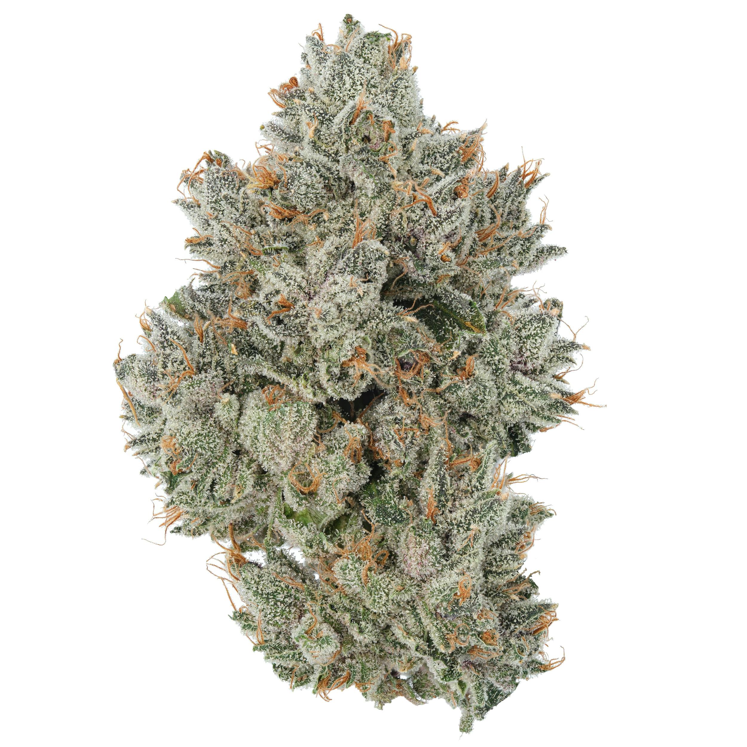 Blossom | Flower | Watermelon Rush | Packaged