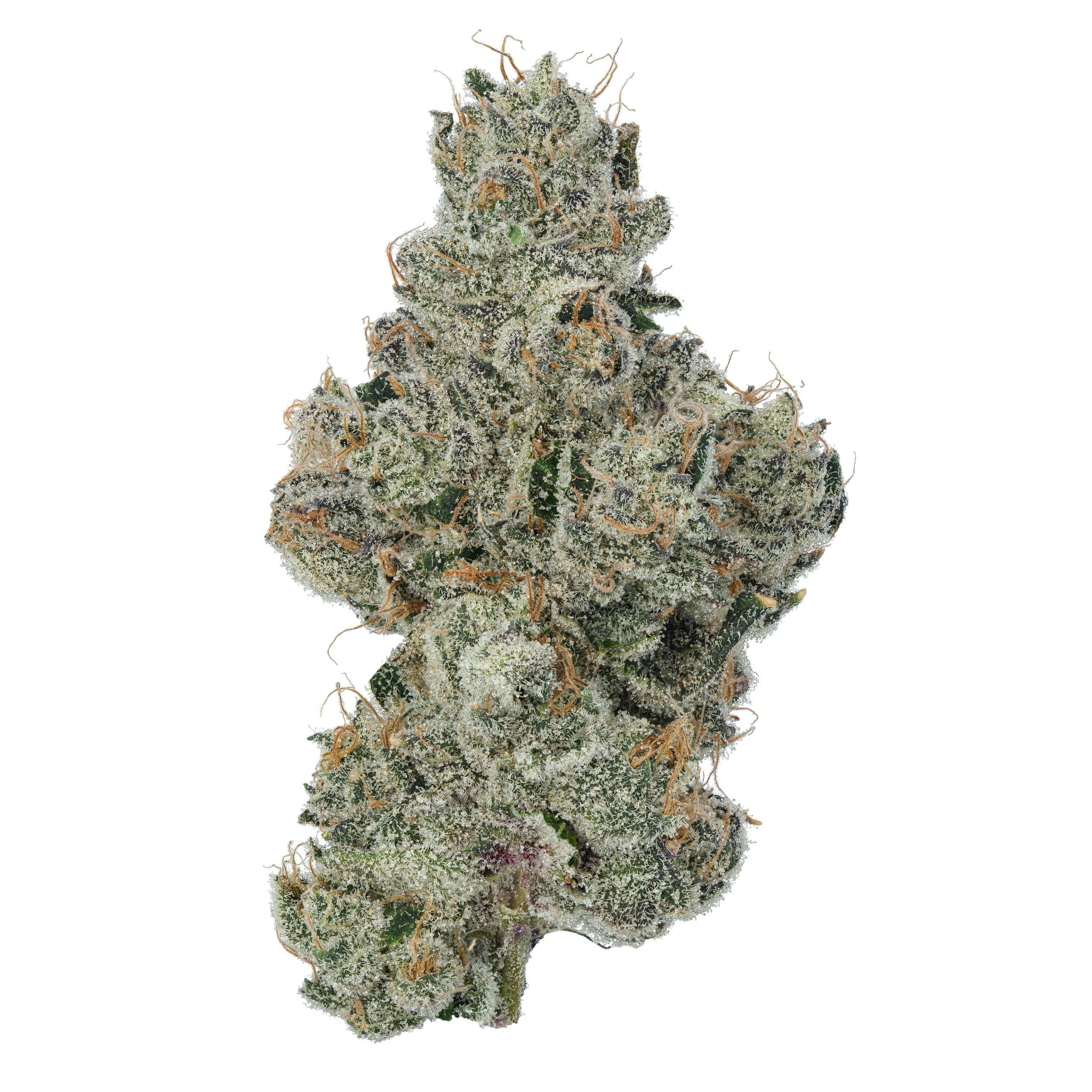 Blossom | Flower | Bananaconda | Packaged