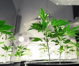 Clone (Plant)