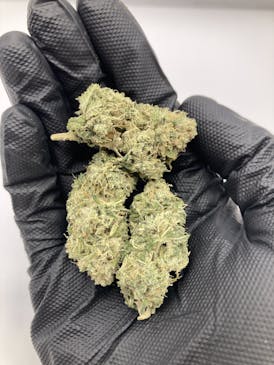 28g Garlic Breath $99 - Grown East