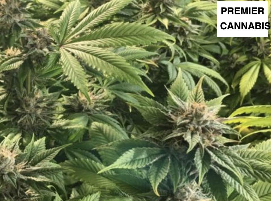 Premier Cannabis Gorilla Glue #4