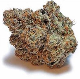 Mimosa- BOLD *TAX INCLUDED*
