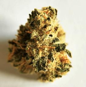 Glass Slipper 3.5g -BOLD *TAX INCLUDED*
