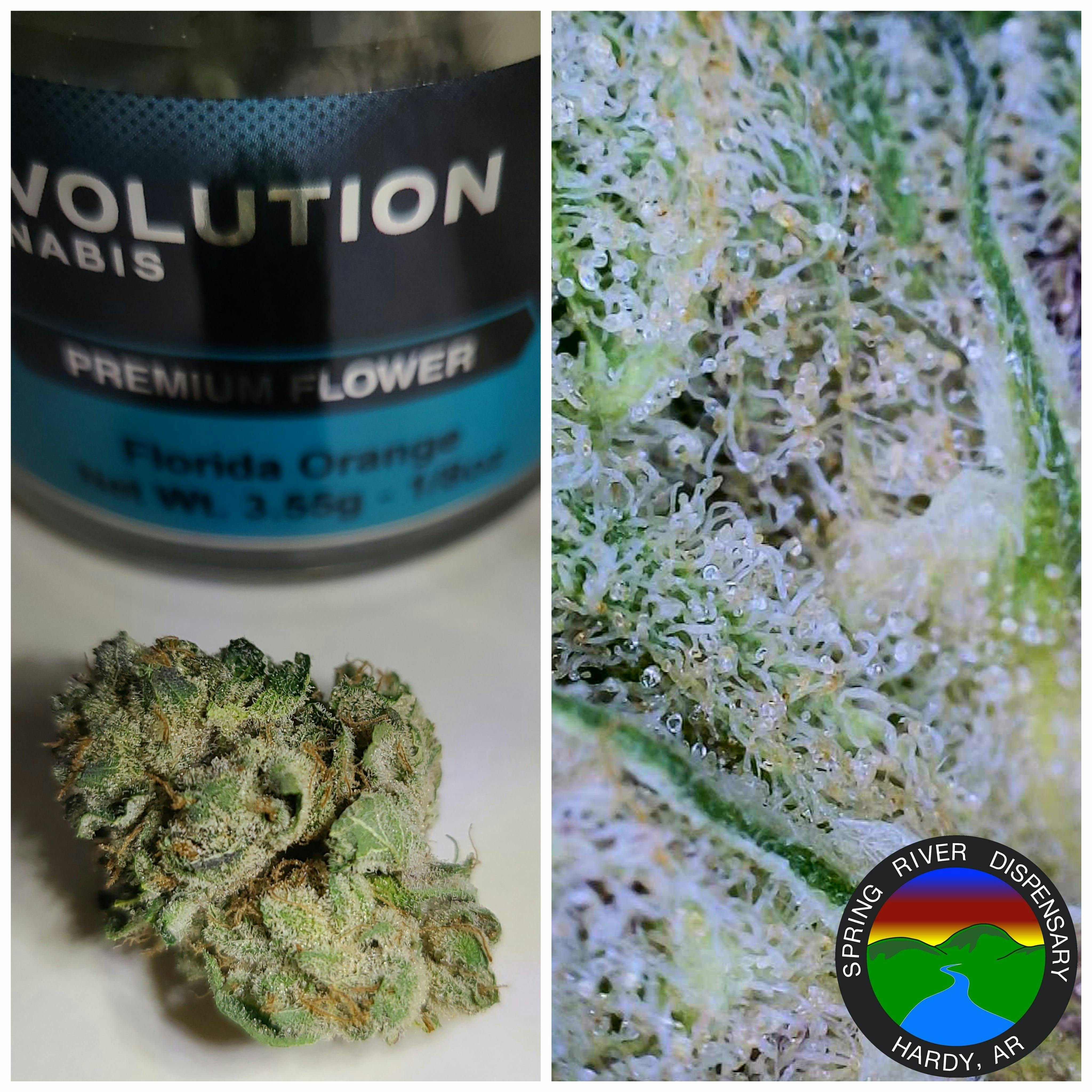 Florida Orange -Revolution *TAX INCLUDED*