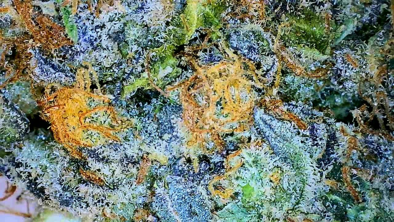 Peach Rings 14g. -GDF *TAX INCLUDED*