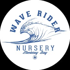 Glaciers Og 1g pr Wave rider