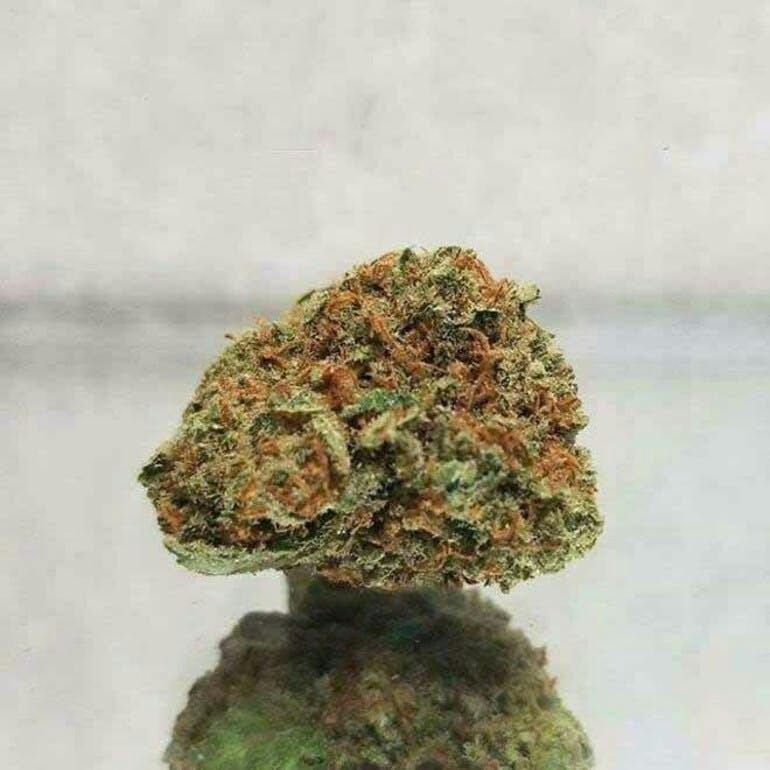 Top Shellf Bud | Lilac Diesel