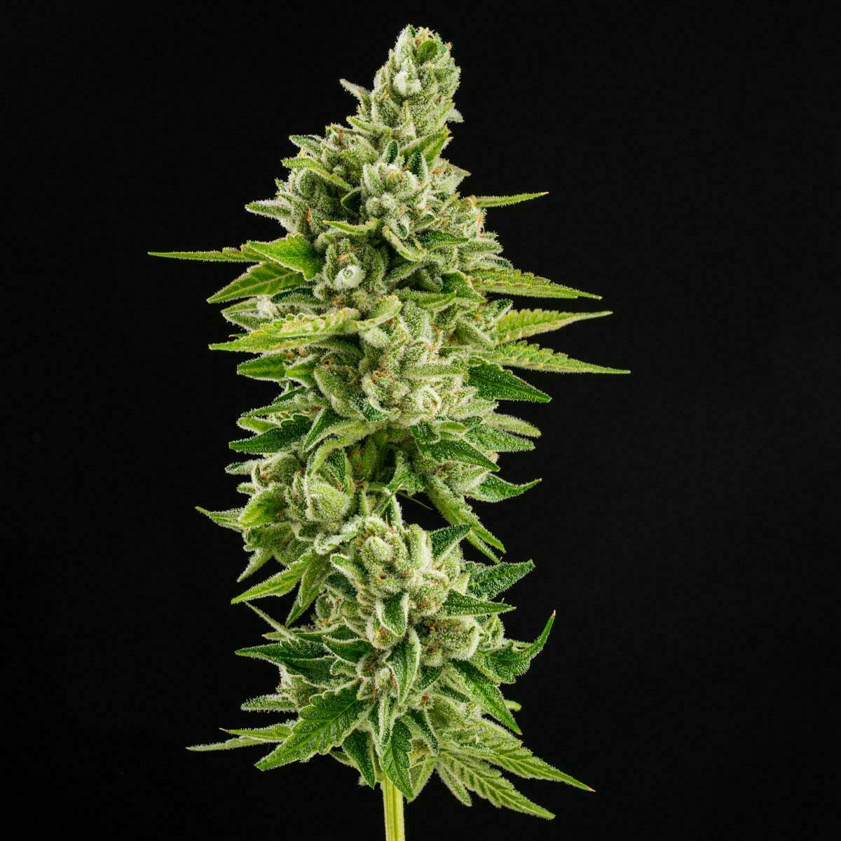 14er Bud | Lost Tribe