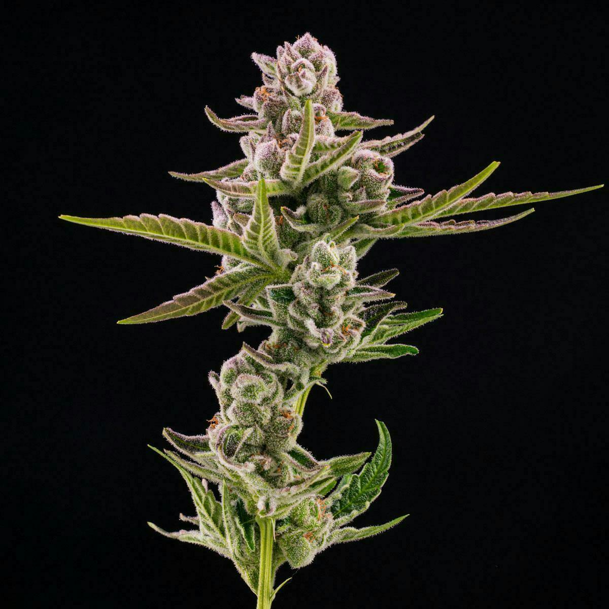 14er | DJC | 3.5g Flower by 14er Extractions