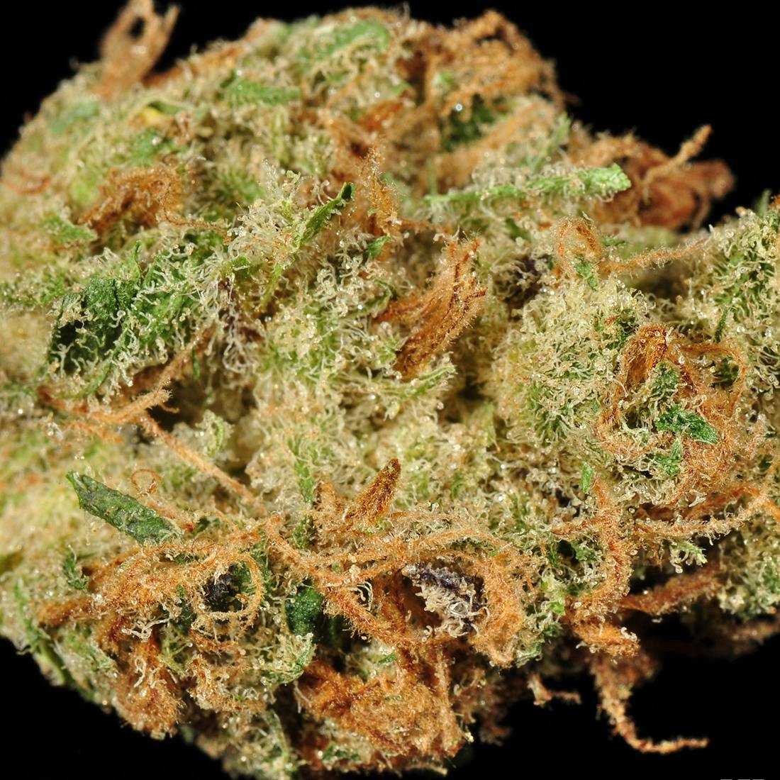 Top Shelf Bud | OG Lime Killer
