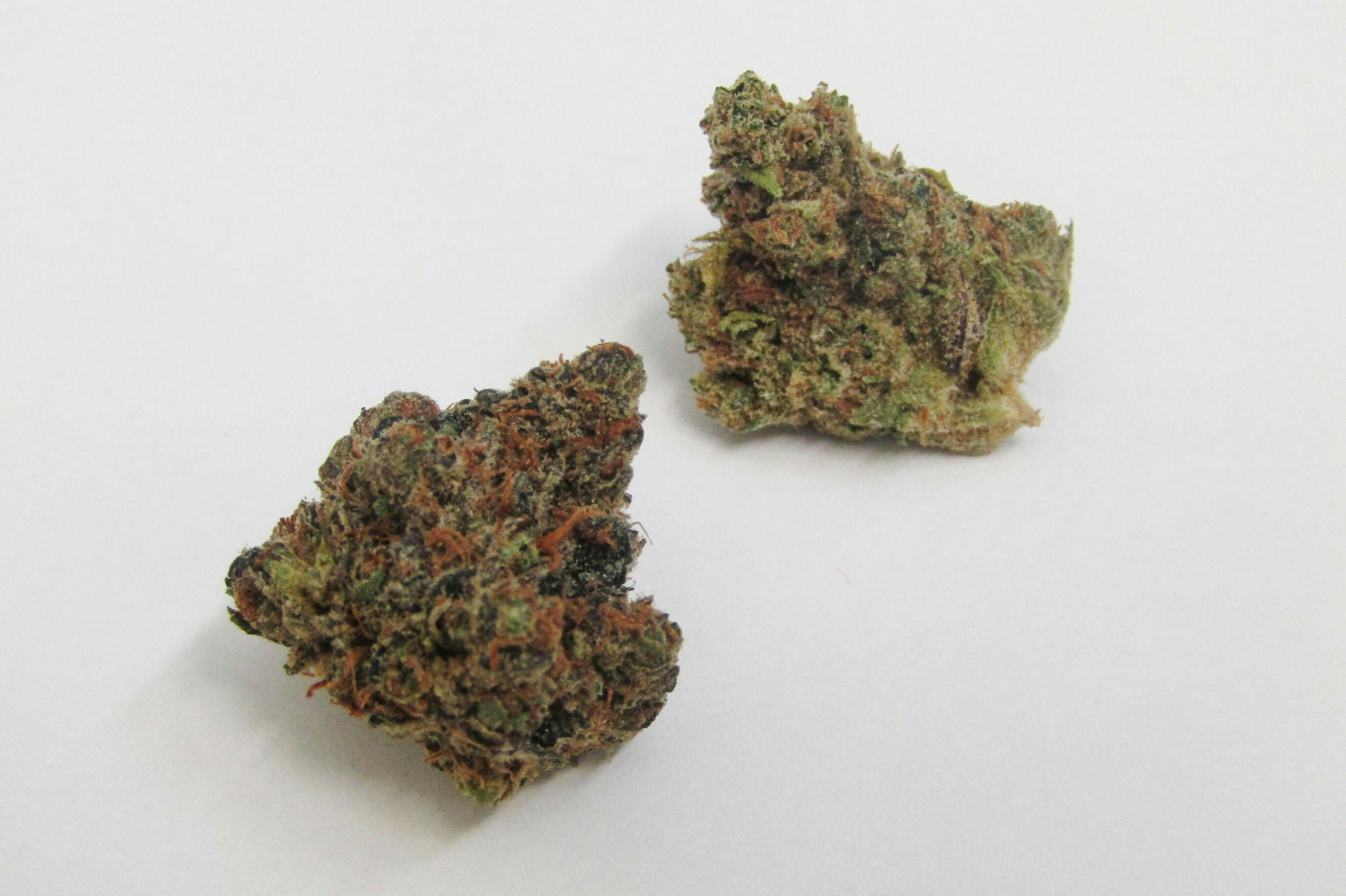 Green Shelf | Southern Colorado Growers | Garlic Breath