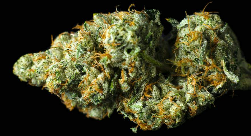 Gold Shelf | OG Medicinals | Eastside OG