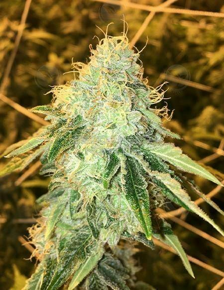 Green Shelf | Southern Colorado Growers | Chemon Tree