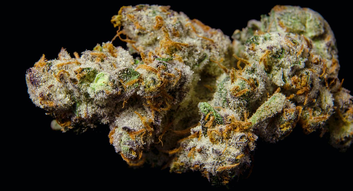 Gold Shelf | OG Medicinals | Glue Cookies