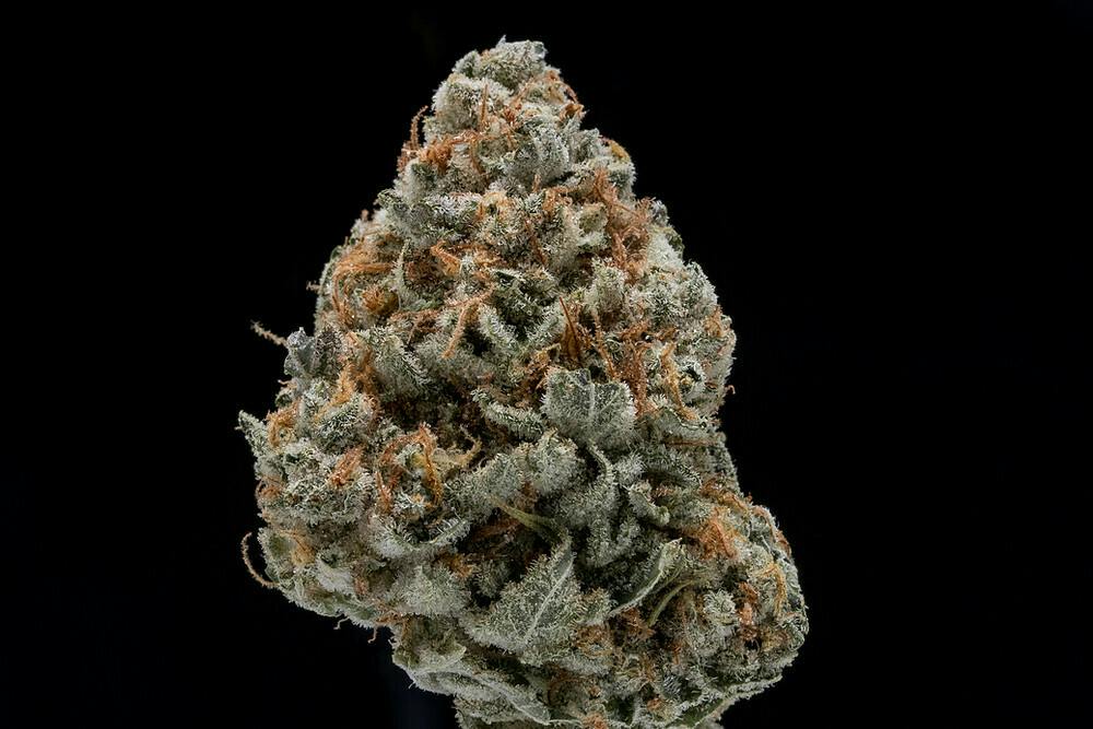 Silver Shelf | Magic City Farms | Dirty Taxi