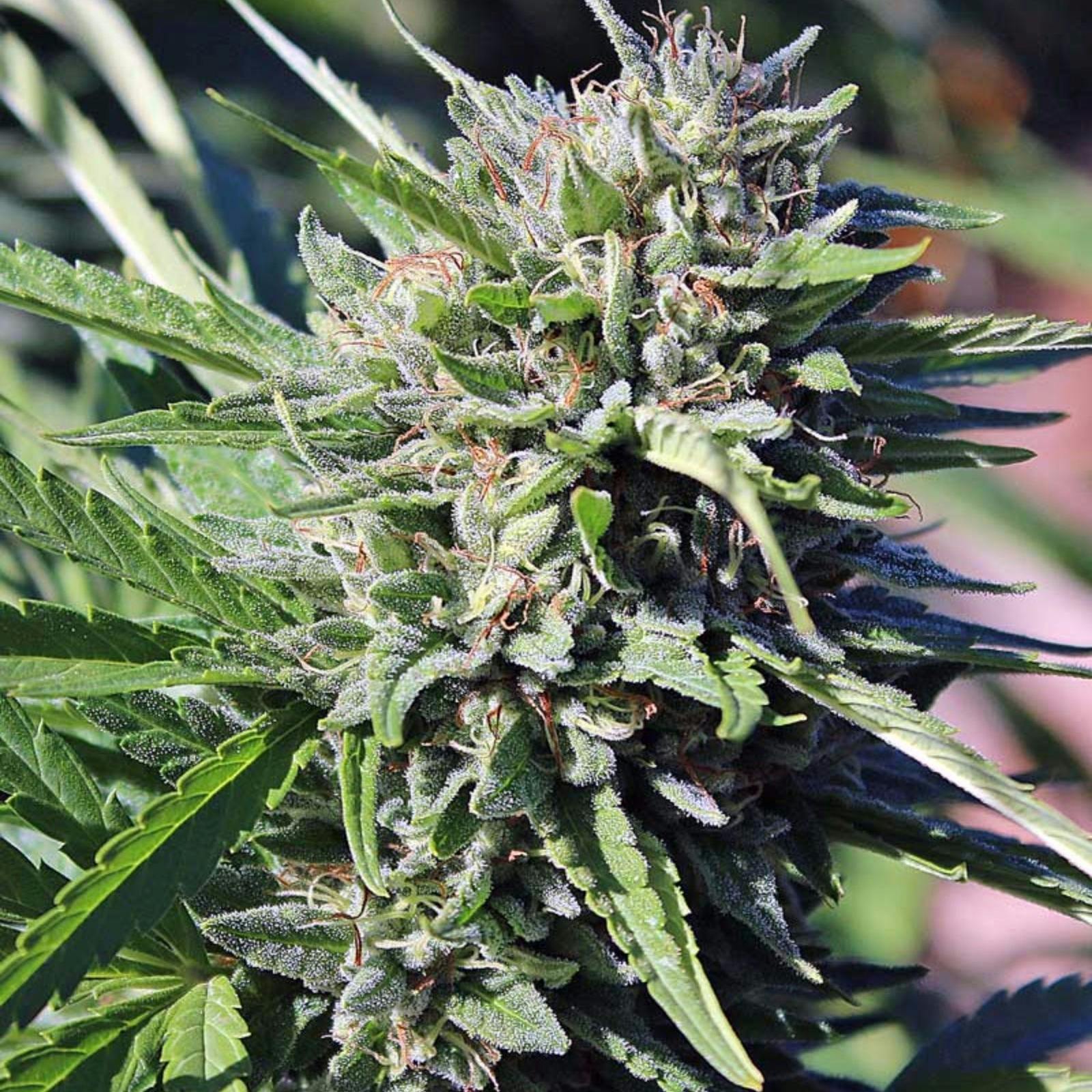 Silver Shelf | Happy Brands | Hells OG x Querkle