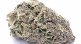 *$60 1/2OZ SALE* SUGAR BLACK ROSE Top Shelf Old Skool By LAKEWOOD CANNABIS