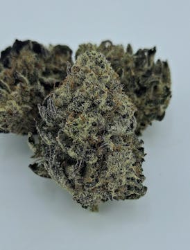 **SUPER SALE** ELECTRIC BRUNCH F1 *Breeders Drop* Found Here ONLY By DIRTY BIRD GENETICS