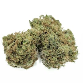 **MEGA SATIVA SALE** ROSETTA STONE (Jack Herer × Cindy 99) By DIRTY BIRD GENETICS