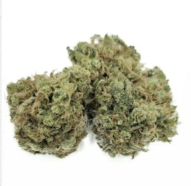 *1/2OZ MEGA SATIVA SALE* ROSETTA STONE (Jack Herer × Cindy 99) By DIRTY BIRD GENETICS