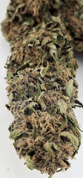 *$60/OZ GREENHOUSE SALE* BLUEBERRY WHITE WIDOW F6 #10