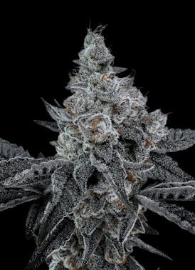 PABLO'S REVENGE *Top Tier Exotic* Bred By TIKI MADMAN/Grown By SMALL BARN FARMS