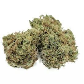 **MEGA SALE** ROSETTA STONE (Jack Herer × Cindy 99) Bred By BROTHERS GRIMM/ Grown by DIRTY BIRD