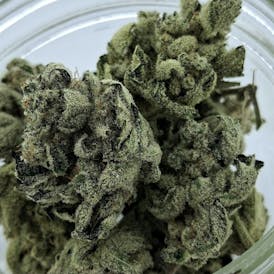 *1/2OZ SALE* ROADSIDE HAZE (SOUR LIME HAZE × MOOSE N' LOBSTAH) By DIRTY BIRD GENETICS