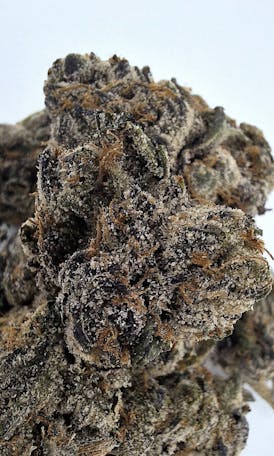 *1/2OZ SALE* SOUR DUBB × GORILLA BUTTER **Specialty Drop** Bred In House By 2 FAT CATS ORGANICS