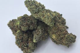 *$90/OZ* BRUCE BANNER × SENSI STAR Phenos #1 and #2 By 2 FAT CATS ORGANICS