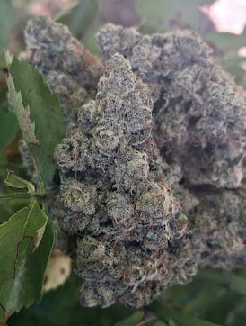 ZURPLE PUNCH Bx1 #1 Top Tier Exotic By THE ORGANIC FARMER