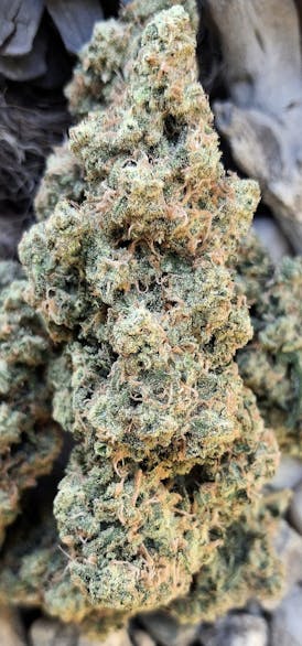 LAUGHING BUDDHA **OCTOBER SALE OF THE MONTH** Top Shelf Pure Sativa By THE ORGANIC FARMER
