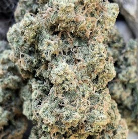 LAUGHING BUDDHA *OCTOBER SALE OF THE MONTH* Top Shelf Pure Sativa* By THE ORGANIC FARMER