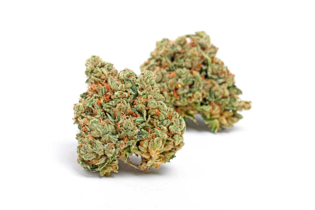 Michigan Melonz *H*