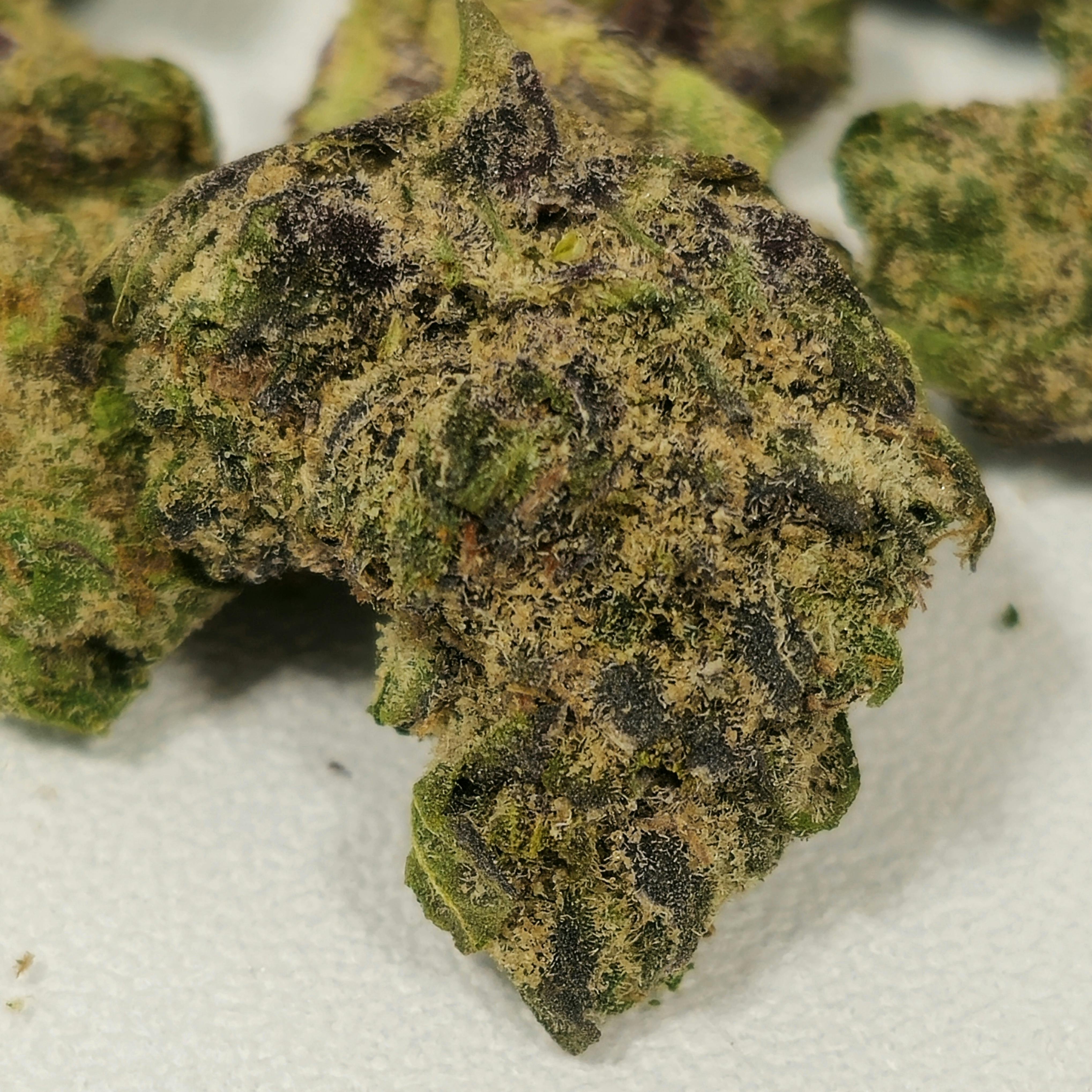 Jelly Zonuts | In House | 3.5g