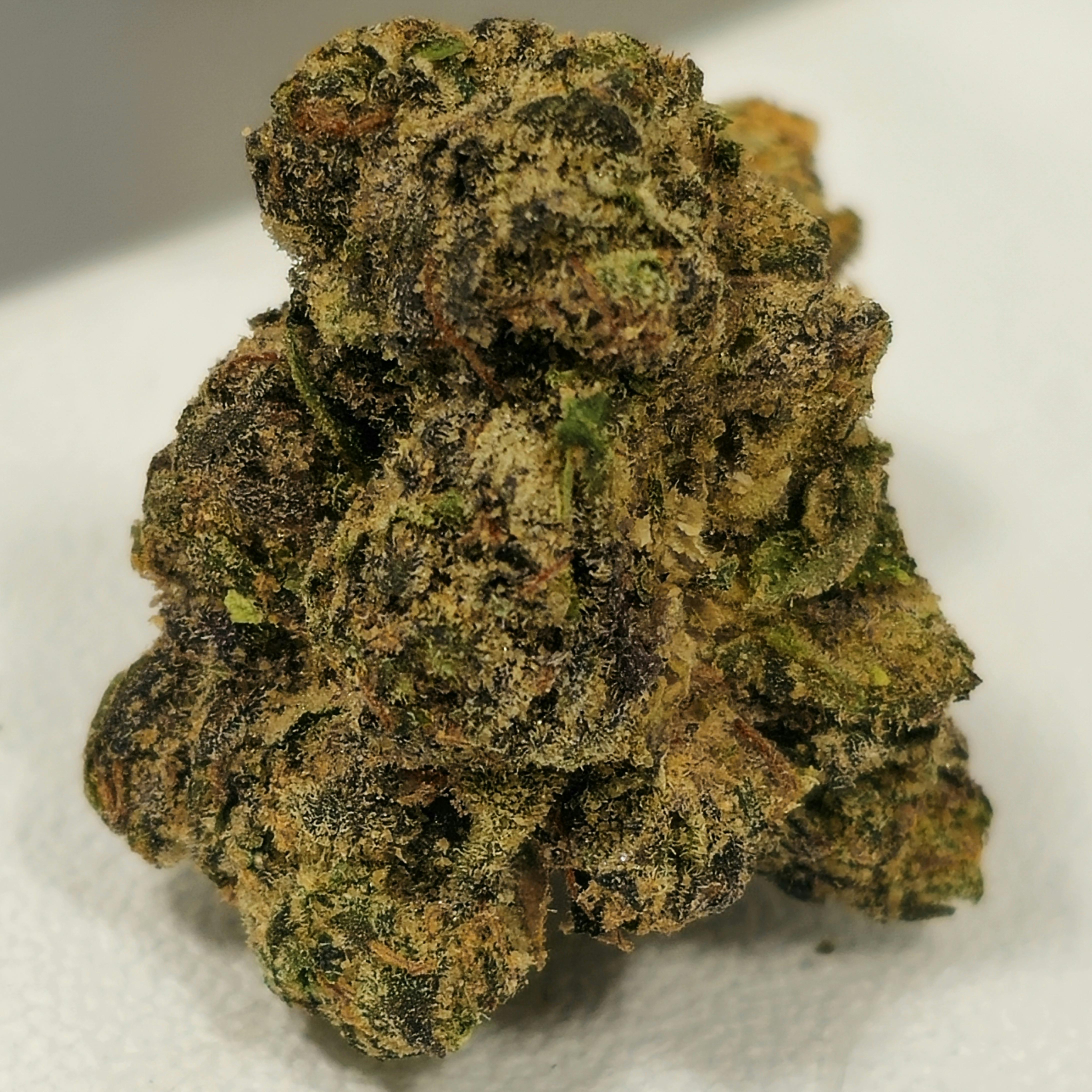 Purple Venom | High Supply | Buds | 3.5g at Dazed Cannabis – Holyoke