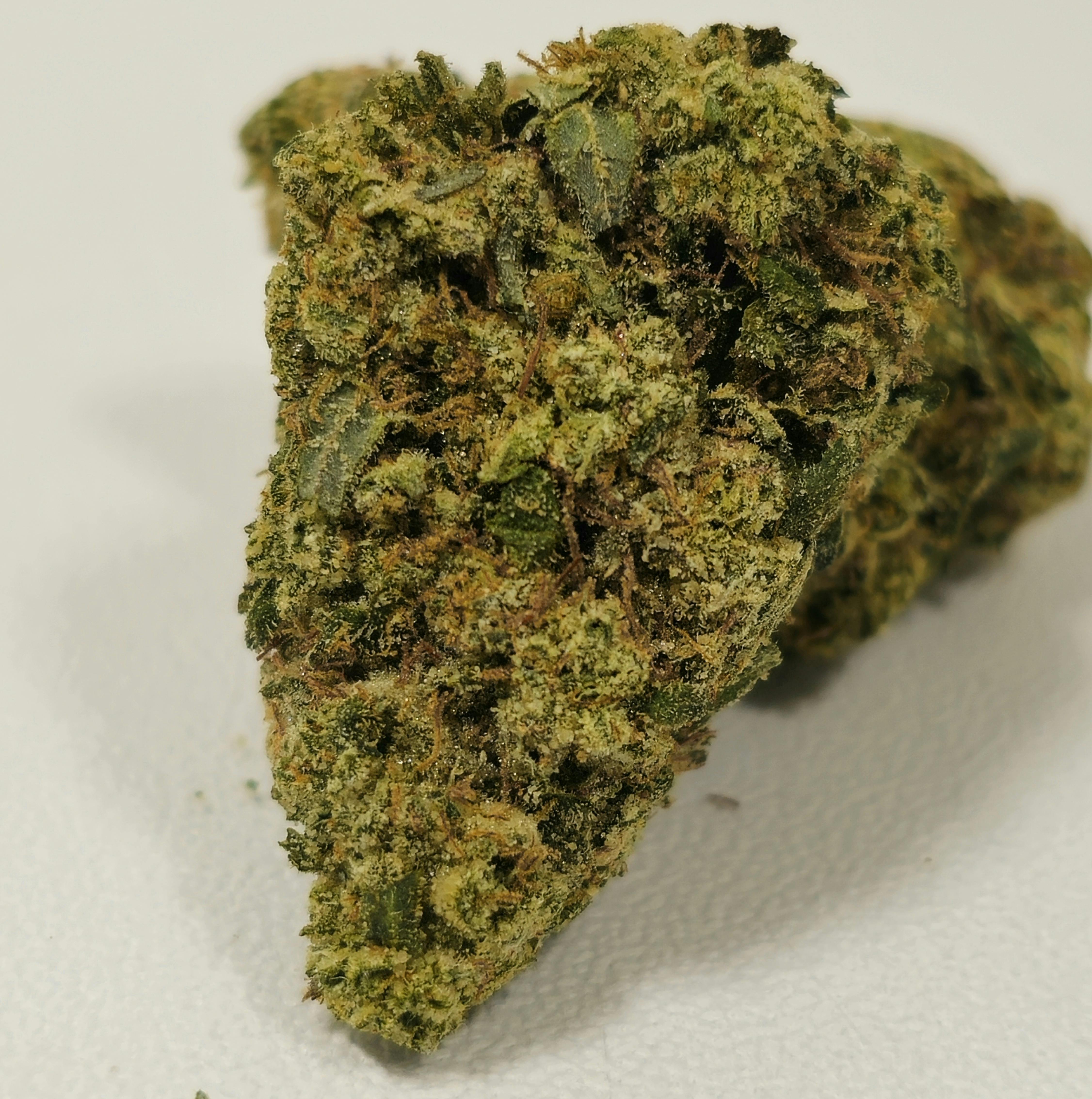 Curacao | High Supply | 3.5g at Dazed Cannabis – Holyoke