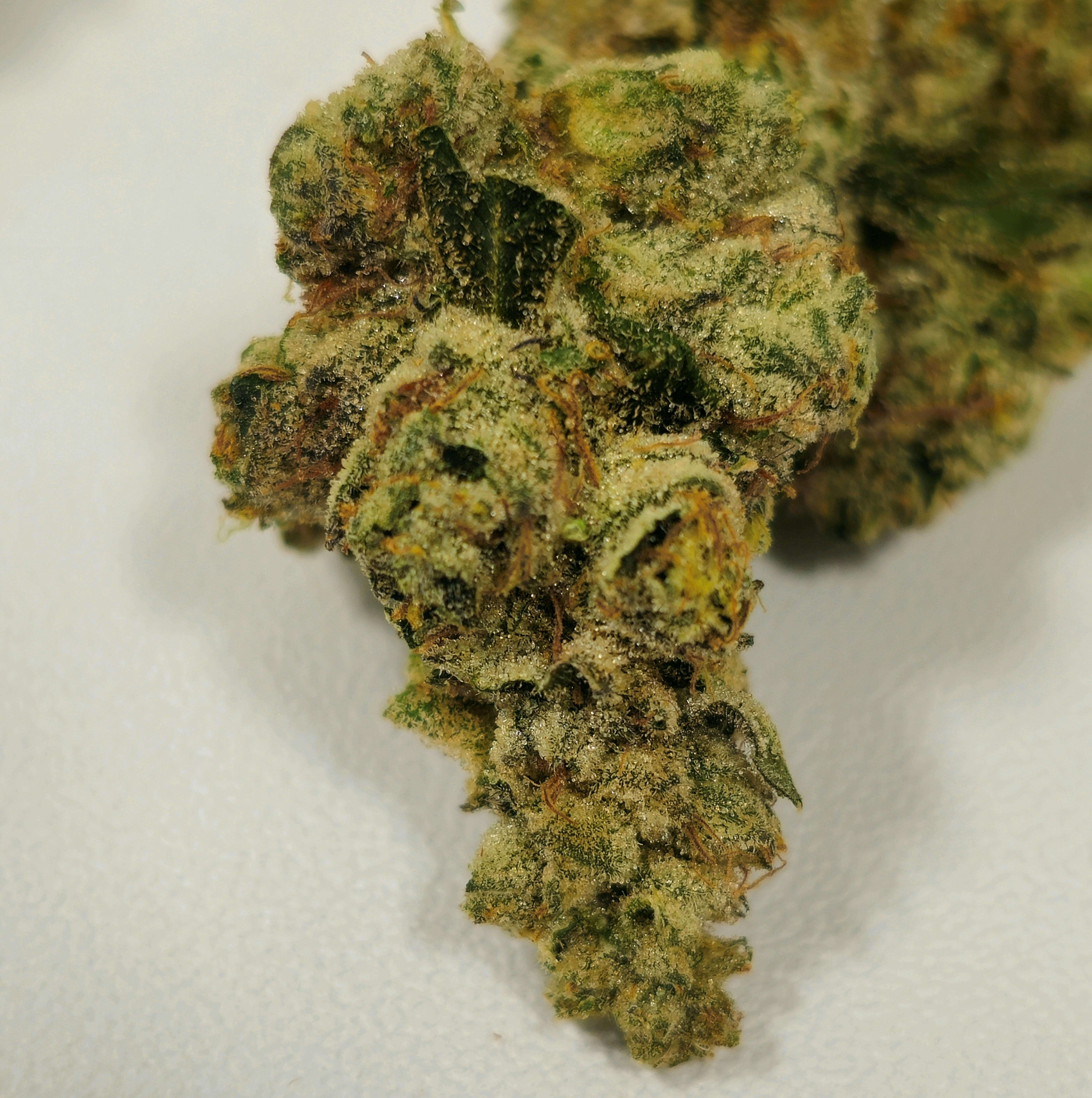 Modified Bananas | Simply Herb | Buds | 3.5g at Dazed Cannabis – Holyoke