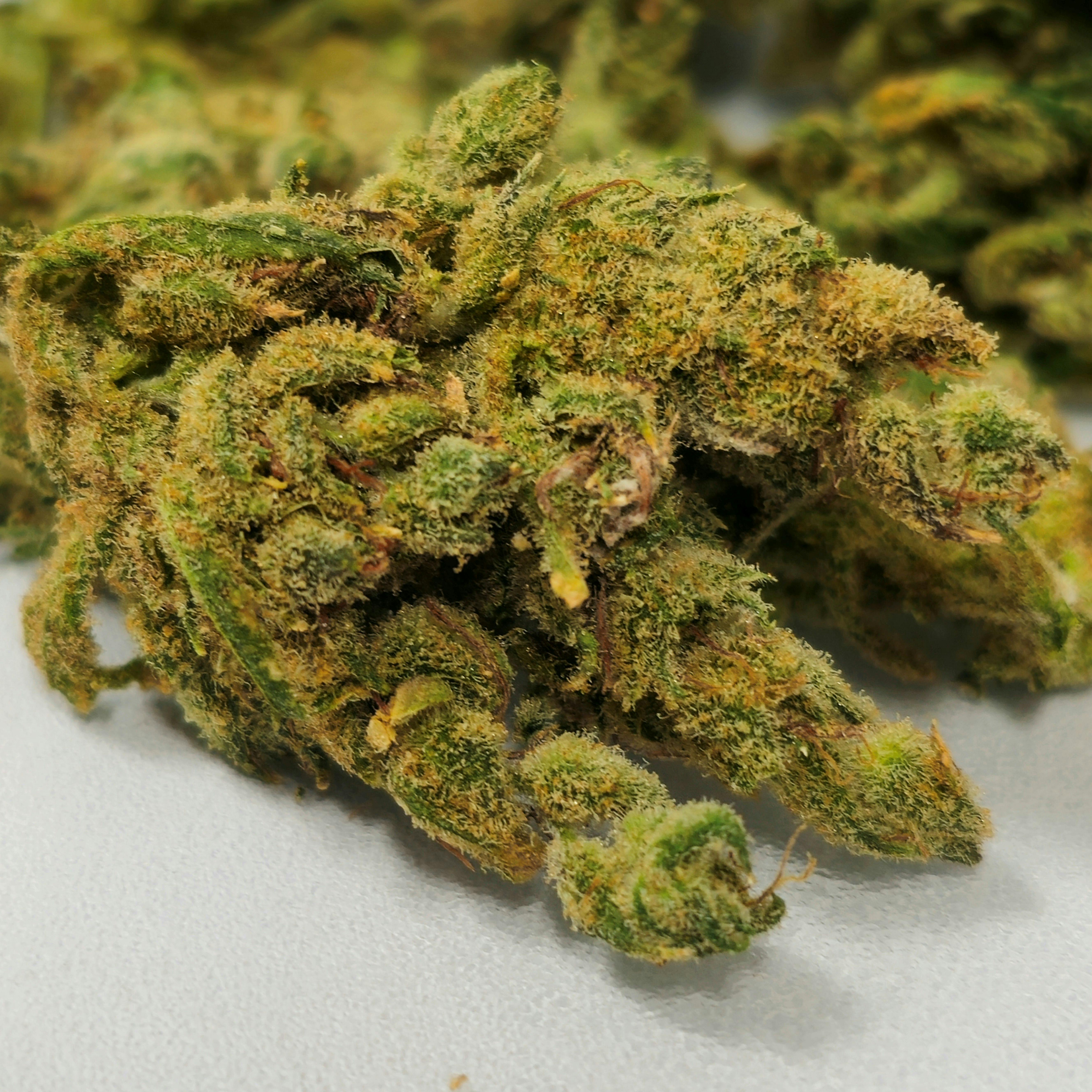 Jack Herer | Holyoke Cannabis | Buds | 14g