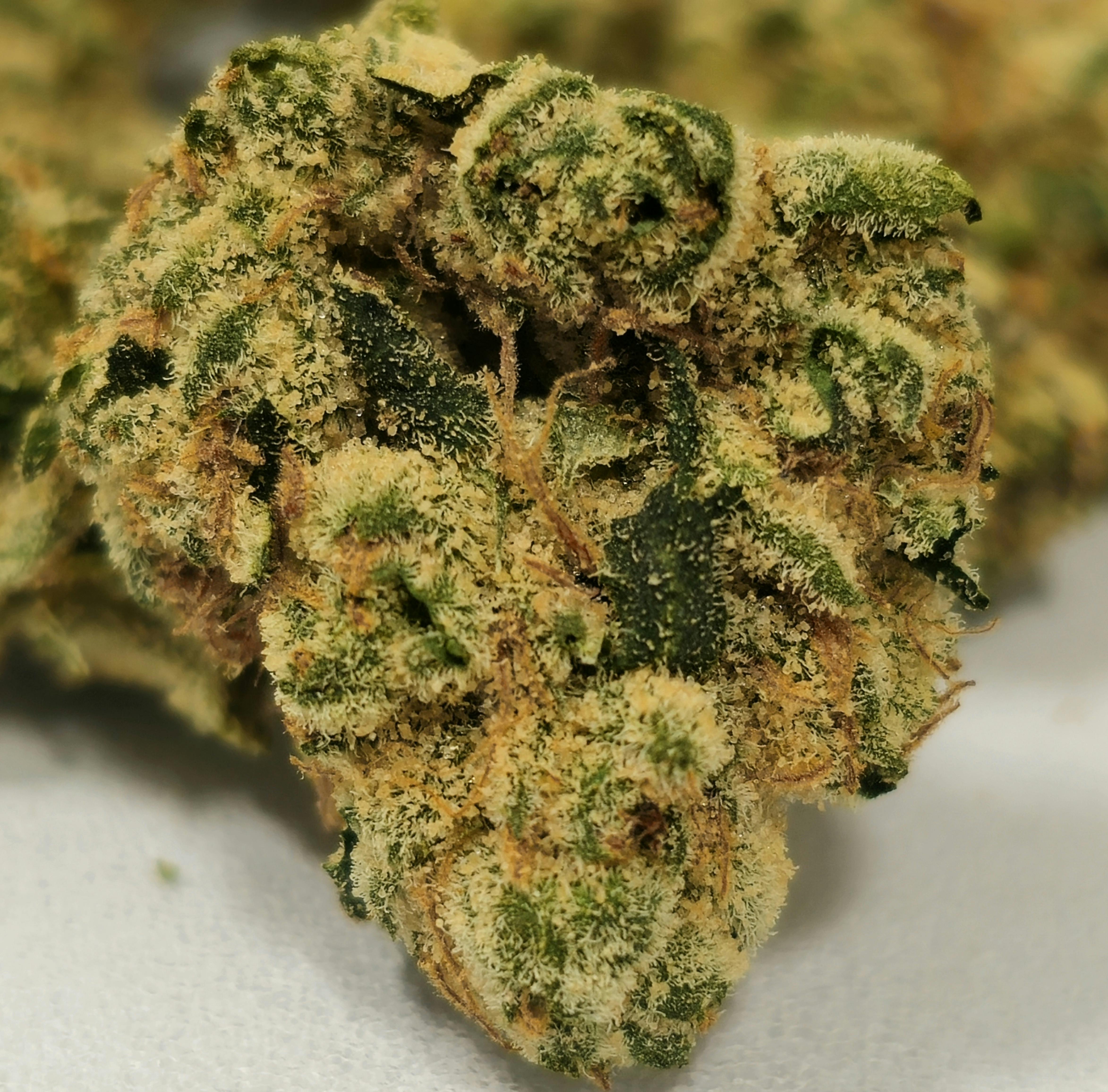 Grapelato | Cresco Premium | 3.5g