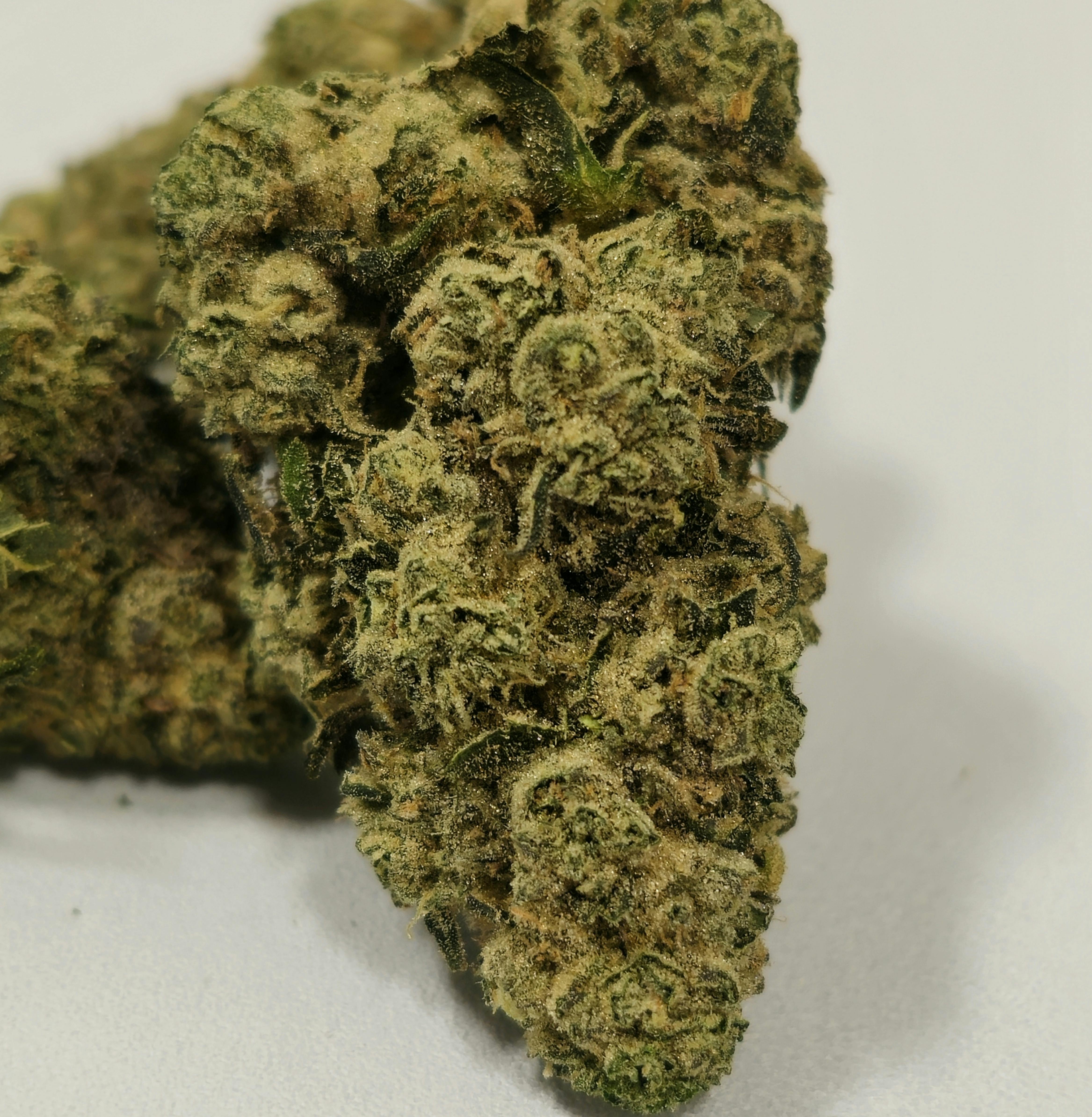 Afghani Kush | Holyoke Cannabis | 3.5g at Dazed Cannabis – Holyoke