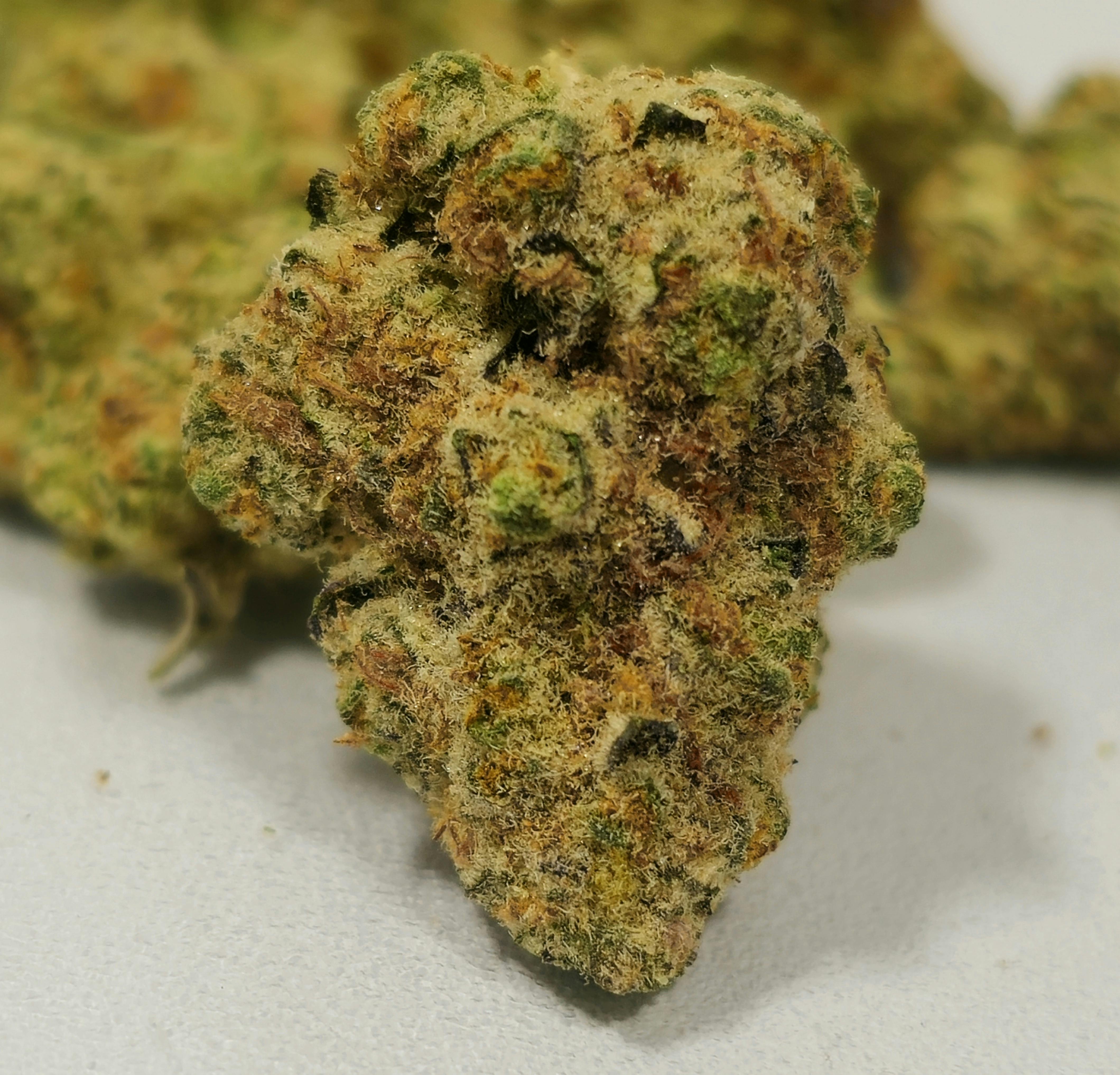 Daily Grape x White Truffle | Old Pal | Buds | 3.5g
