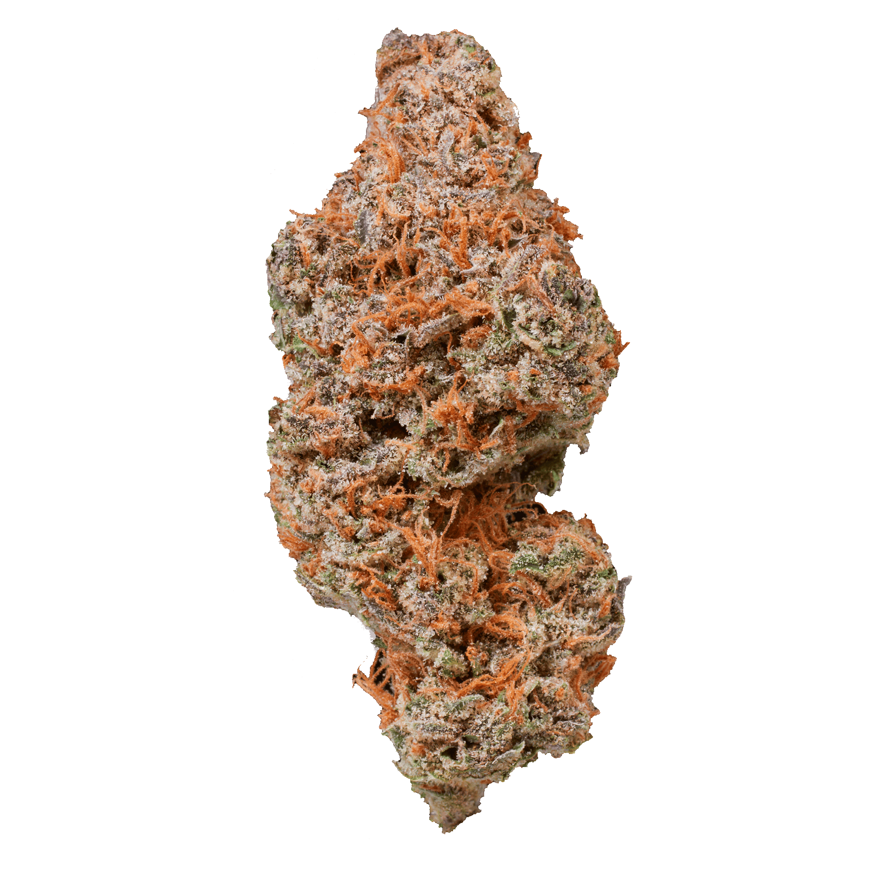 Northern Lights | Sozo