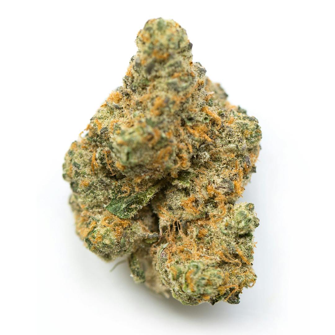 Moby Dick | Sozo